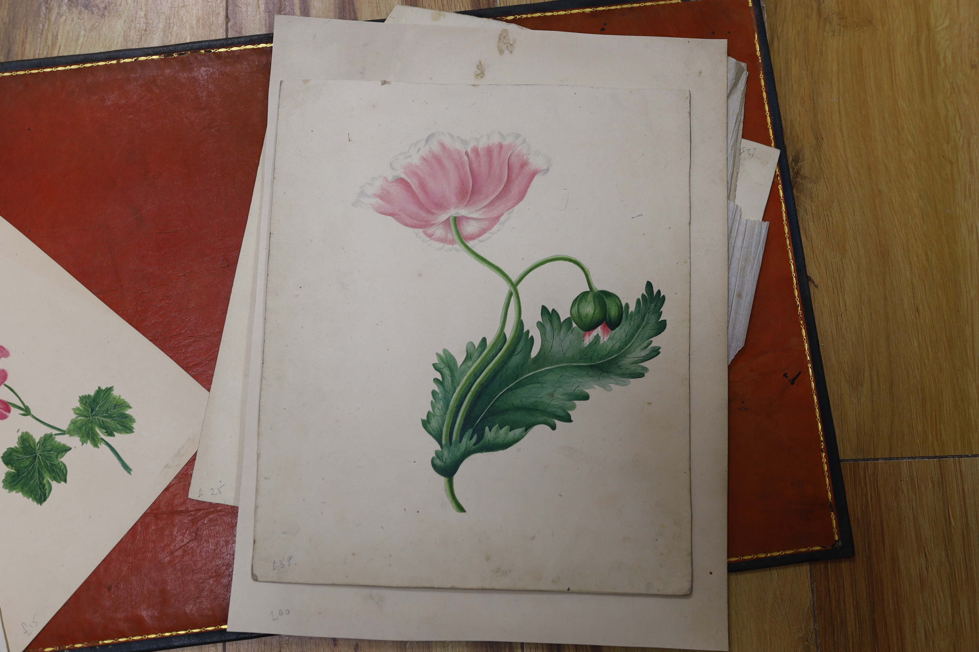 A collection of 19th century botanical watercolour studies on paper, one indistinctly signed and inscribed Manchester in ink, largest 34 x 26cm, unframed, housed in a tooled leather wallet